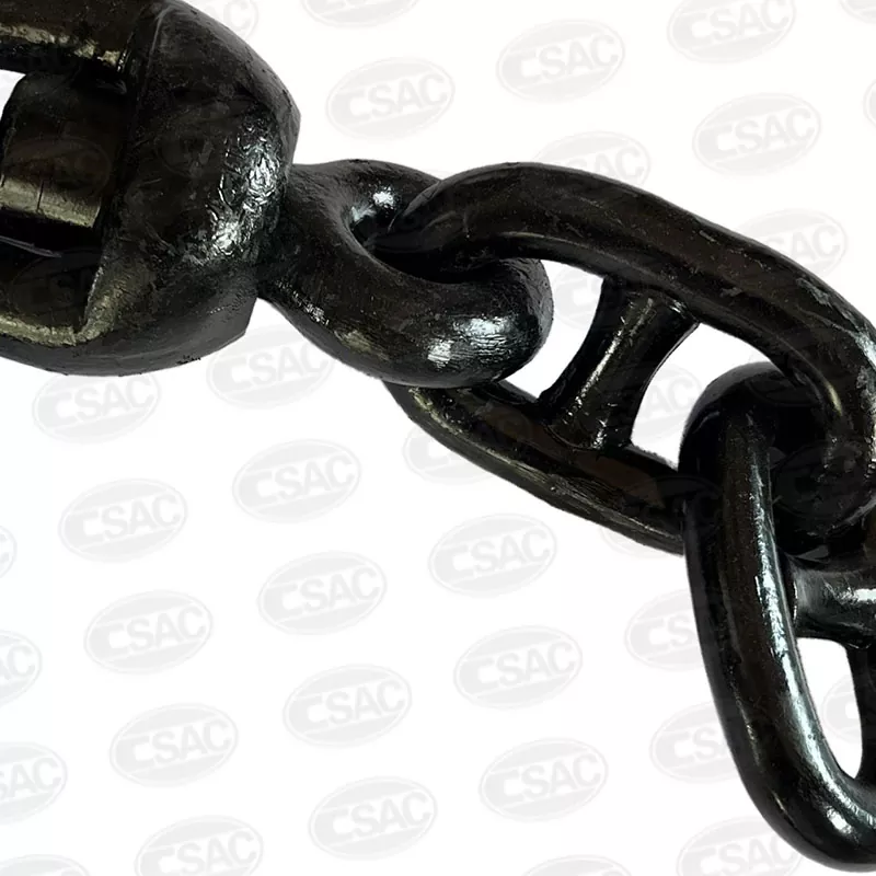 Wirbelvorläufer (Wirbel mit 3 Gliedern)